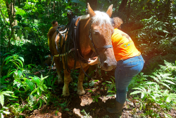 Un cheval pour travailler en forêt, c'est inédit en Martinique