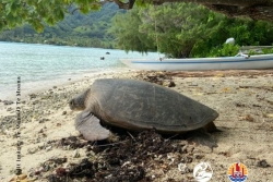 Un homme condamné à 1 ans de prison ferme pour tentative de braconnage de tortue