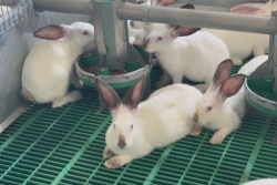Saint-Joseph : la filière lapin péi s'enrichit d'un nouvel élevage plus respectueux du bien-être animal