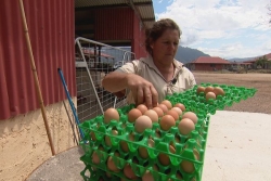 VIDEO. Une ancienne sous-traitante pour l'usine du Nord se réinvente dans l'aviculture