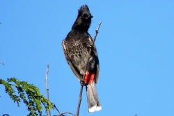 Le bulbul à ventre rouge, cet oiseau qui menace l'agriculture calédonienne