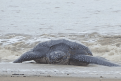 La saison des pontes des tortues marines s’achève en Guyane et le bilan est mitigé