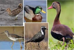 Chasse aux oiseaux en Guadeloupe et à St-Martin : le tribunal administratif met un holà, une fois de plus