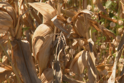Les producteurs calédoniens de maïs confrontés à une baisse importante de rendement dans le nord