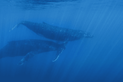L'association Océania recense les baleines pour mieux les protéger
