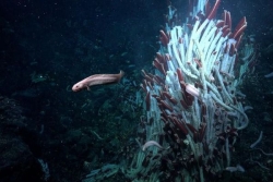 Découverte dans le Pacifique : des animaux sous le plancher de l’Océan …