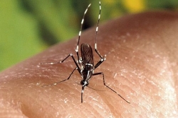 Deux nouveaux cas de chikungunya, les mêmes foyers concernés