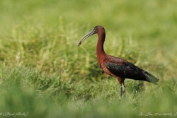 Saint-Louis : un festival ornithologique à l’étang du Gol pour sensibiliser à la protection des oiseaux endémiques de La Réunion