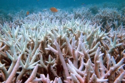 Près de la moitié des espèces de coraux tropicaux menacés d'extinction