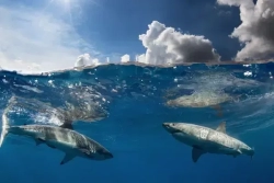 Plus de la moitié des requins et des raies ont disparu en 50 ans, selon une étude