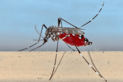 Lutte contre la dengue à Saint-Barthélemy : l’ARS programme des pulvérisations d’insecticide
