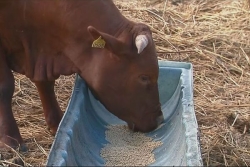 Fièvre aphteuse : attention à la viande provenant d'Allemagne