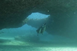 REPORTAGE. Plongée sous-marine : tant de richesses à découvrir sur les spots de Guadeloupe !