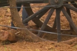 Accident de charrettes à Bœufs, à Baie-Mahault : un enfant de 7 ans chute et se fait rouler dessus