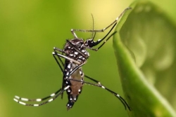 Chikungunya : 31 nouveaux cas signalés à La Réunion, 16 communes sont concernées