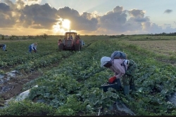 Quelle stratégie adopter en Guadeloupe pour arriver à la souveraineté alimentaire ?