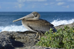 De nouvelles espèces animales protégées par arrêté en Guadeloupe, à Saint-Martin et à Saint-Pierre et Miquelon.