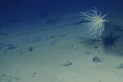 Dans les abysses, l'appétit minier a lancé une course pour nommer une faune et une flore méconnues