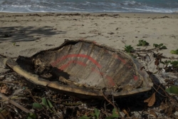 Un braconnier présumé de tortues marines interpellé en récidive et en flagrant délit