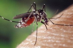 Une étude américaine dévoile comment le virus zika creuse des tunnels pour parvenir au placenta