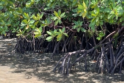 Projet PEBACC+ : s'adapter au réchauffement climatique à Wallis en restaurant la mangrove