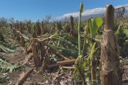 Visite de Manuel Valls à La Réunion : les agriculteurs veulent des réponses concrètes et rapides un mois après le cyclone Garance