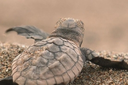 VIDEO. A Bourail, des anges gardiens veillent sur les bébés tortues de Nouvelle-Calédonie