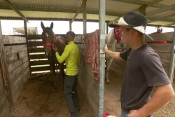 VIDÉO. Ces jockeys calédoniens venus d’ailleurs