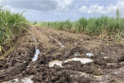 La récolte de la canne est à l'arrêt en Martinique par rapport aux mauvaises conditions météorologiques