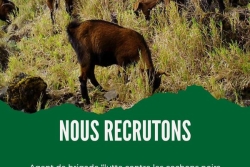 Le Parc national de La Réunion recrute des agents pour lutter contre les cochons noirs ensauvagés et les cabris marrons