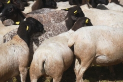 Élevage ovin : une expertise génétique pour améliorer la production calédonienne