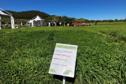Eleveurs et producteurs d'herbe : une journée de partage à la Plaine des Cafres autour des dernières innovations