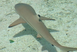 Morsure de requin à Moorea : le shark feeding, pourtant interdit, pointé du doigt