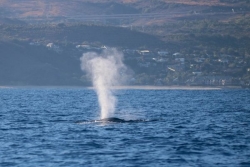 Saison des baleines à La Réunion : Globice Réunion s’attend à une arrivée massive de cétacés dans les prochaines semaines