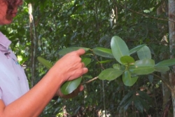 Biodiversité guadeloupéenne : à Goyave, des botanistes à la rescousse des espèces végétales menacées