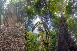 22 mai: journée internationale de la biodiversité, la Guyane demeure un territoire riche mais menacé