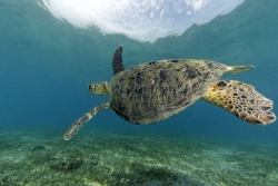 Atelier portage et allaitement, accès au droit et journée internationale de la tortue, l'actualité de ce vendredi 23 mai