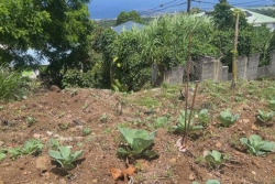 Gourbeyre : un jardin potager planté sur un ancien site de décharge sauvage suscite la polémique