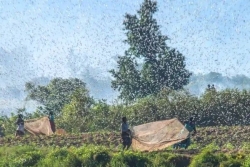 Madagascar : un second hélicoptère, bientôt en service, pour lutter contre les criquets