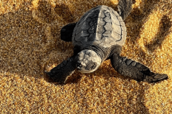 23 mai:Journée mondiale de la tortue, la tortue Luth menacée, dans l’Ouest de la Guyane