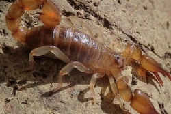 Biodiversité : un nouveau scorpion endémique de la Guadeloupe découvert à la Désirade