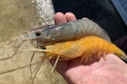 Une crevette calédonienne rare nommée Golden trouvée dans les filets d'une ferme aquacole de Bouraké