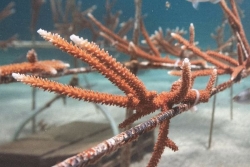 Life Adapt'Island : la Guadeloupe à la pointe des solutions naturelles face au changement climatique