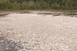 ENVIRONNEMENT. De nombreux poissons morts retrouvés à Yaté, la pêche et la baignade interdites