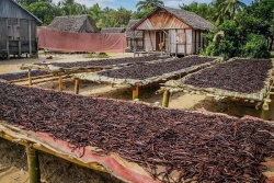 Madagascar : le kilo de vanille vendu 46 000 ariary, soit 9,06 €