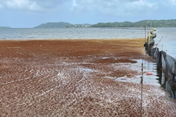 Pollution des algues sargasses en Martinique : "le temps du constat est passé" pour le député Jiovanny William
