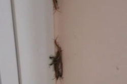 Une vidéo montrant des mille-pattes dans une école de Capesterre Belle-Eau sème la panique chez les parents