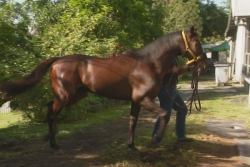 Avec le retour de la saison hippique, les écuries dans les starting-blocks