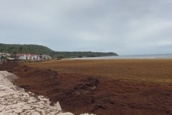 En Guadeloupe, le stockage des sargasses met en danger la santé et l'environnement