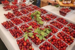 Le marché aux goyaviers a remplacé la traditionnelle fête à la Plaine-des-Palmistes